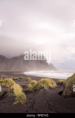 Gräser entlang der schwarze Sandstrand in Island Stockfoto