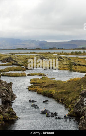 Schnorchler in den Silfra Riss in Island Stockfoto