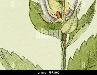 . Alpen-Flora: Westalpen. Berg pflanzen. - 117 - Felsen und Felsblöcke 1100-2400 Meter. r f. W!/. Bitte beachten Sie, dass diese Bilder sind von der gescannten Seite Bilder, die digital für die Lesbarkeit verbessert haben mögen - Färbung und Aussehen dieser Abbildungen können nicht perfekt dem Original ähneln. extrahiert. Senn, Gustav, 1875-1945; Kaftner, C. Heidelberg: C. Winter Stockfoto