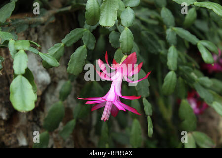 Cactus Schlumbergera truncata (false Weihnachtskaktus) Blühende in einem botanischen Garten in Belgrad Stockfoto