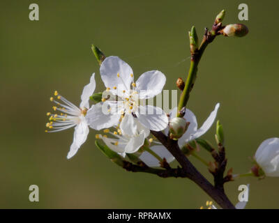 Blackthorn oder Schwarze Dorn Blossom (Prunus spinosa) Blühende, Großbritannien Stockfoto