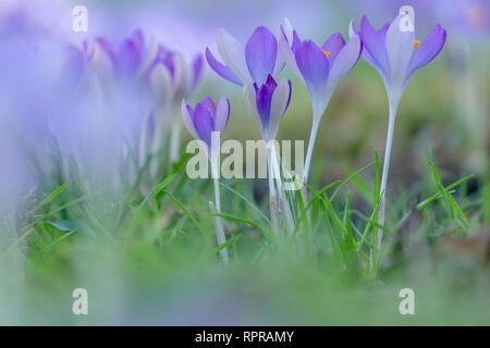 Bienen bestäuben Krokusse. In der Nähe von blühenden Krokusse Blumen an einem sonnigen Tag. Ansicht der Krokusse auf einer Wiese im Frühling. . Wachsende Crocus. Stockfoto