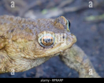 Erdkröte Bufo bufo Amphibien Stockfoto