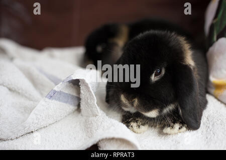 Otter Mini Lop Kaninchen im Innenbereich Stockfoto