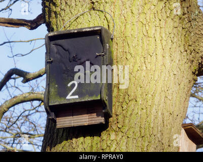 Bat, montiert auf einem Baumstamm eine Form von Wildtieren oder Naturschutz, Großbritannien Stockfoto