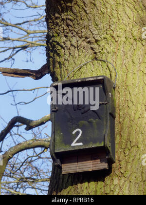 Bat, montiert auf einem Baumstamm eine Form von Wildtieren oder Naturschutz, Großbritannien Stockfoto