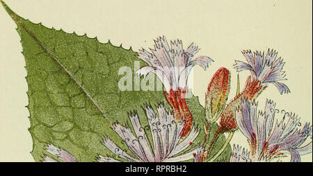 . Alpen-Flora: Westalpen. Berg pflanzen. - 82 - Schattii^e Nadelholzwaldungen bis 23oo Meter. Bitte beachten Sie, dass diese Bilder sind von der gescannten Seite Bilder, die digital für die Lesbarkeit verbessert haben mögen - Färbung und Aussehen dieser Abbildungen können nicht perfekt dem Original ähneln. extrahiert. Senn, Gustav, 1875-1945; Kaftner, C. Heidelberg: C. Winter Stockfoto