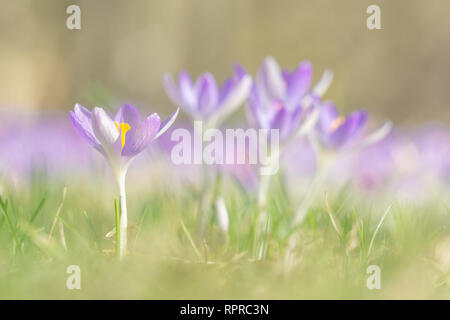 In der Nähe von schönen blühenden Krokusse im Frühling. Blick auf blühende Krokusse auf einer Wiese. Frühling Blumen im Morgenlicht. Wachsende Crocus. Stockfoto