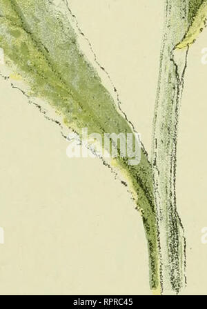 . Alpen-Flora: Westalpen. Berg pflanzen. Gentaurea Montana. Ssergflockenblume. Bliietdes Centaurcc, Montagnes. Berg Mais - Blnebottle SSowev,.. Bitte beachten Sie, dass diese Bilder sind von der gescannten Seite Bilder, die digital für die Lesbarkeit verbessert haben mögen - Färbung und Aussehen dieser Abbildungen können nicht perfekt dem Original ähneln. extrahiert. Senn, Gustav, 1875-1945; Kaftner, C. Heidelberg: C. Winter Stockfoto