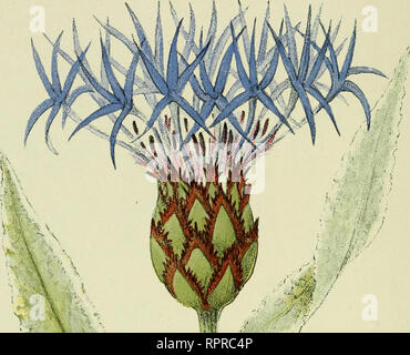 . Alpen-Flora: Westalpen. Berg pflanzen. - 74 - Feuchte Felsen der Bergwälder und Weiden bis 1800 Meter. Bitte beachten Sie, dass diese Bilder sind von der gescannten Seite Bilder, die digital für die Lesbarkeit verbessert haben mögen - Färbung und Aussehen dieser Abbildungen können nicht perfekt dem Original ähneln. extrahiert. Senn, Gustav, 1875-1945; Kaftner, C. Heidelberg: C. Winter Stockfoto