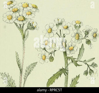 . Alpen-Flora: Westalpen. Berg pflanzen. - 73-steinige Weiden, Moränen der alpinen Region.. ?#", "%4"^^. Bitte beachten Sie, dass diese Bilder sind von der gescannten Seite Bilder, die digital für die Lesbarkeit verbessert haben mögen - Färbung und Aussehen dieser Abbildungen können nicht perfekt dem Original ähneln. extrahiert. Senn, Gustav, 1875-1945; Kaftner, C. Heidelberg: C. Winter Stockfoto