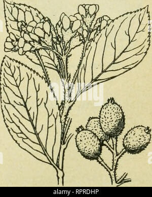 . Alpen-Flora: Westalpen. Berg pflanzen. Potentilla nivalis Bis. Sorbus GbamaeVnespilus. Bitte beachten Sie, dass diese Bilder sind von der gescannten Seite Bilder, die digital für die Lesbarkeit verbessert haben mögen - Färbung und Aussehen dieser Abbildungen können nicht perfekt dem Original ähneln. extrahiert. Senn, Gustav, 1875-1945; Kaftner, C. Heidelberg: C. Winter Stockfoto