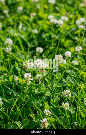 Weiß blühenden Klee Trifolium pratense. selektive Fokus Makroaufnahme mit flachen DOF Stockfoto