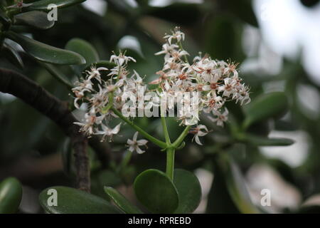 Makellose, atemberaubende kultivierte Crassula ovata, Jadepflanze, Glückspflanze, Geldpflanze oder Geldbaum, die im Blumengarten wachsen. Stockfoto