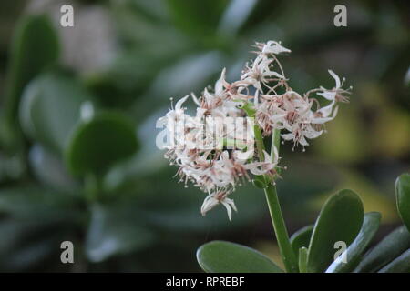 Makellose, atemberaubende kultivierte Crassula ovata, Jadepflanze, Glückspflanze, Geldpflanze oder Geldbaum, die im Blumengarten wachsen. Stockfoto