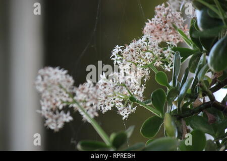 Makellose, atemberaubende kultivierte Crassula ovata, Jadepflanze, Glückspflanze, Geldpflanze oder Geldbaum, die im Blumengarten wachsen. Stockfoto