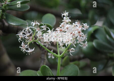 Makellose, atemberaubende kultivierte Crassula ovata, Jadepflanze, Glückspflanze, Geldpflanze oder Geldbaum, die im Blumengarten wachsen. Stockfoto