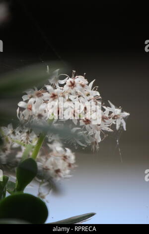 Makellose, atemberaubende kultivierte Crassula ovata, Jadepflanze, Glückspflanze, Geldpflanze oder Geldbaum, die im Blumengarten wachsen. Stockfoto