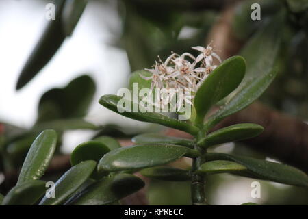 Makellose, atemberaubende kultivierte Crassula ovata, Jadepflanze, Glückspflanze, Geldpflanze oder Geldbaum, die im Blumengarten wachsen. Stockfoto