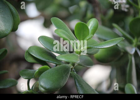 Makellose, atemberaubende kultivierte Crassula ovata, Jadepflanze, Glückspflanze, Geldpflanze oder Geldbaum, die auf der sonnigen Wiese wachsen. Stockfoto