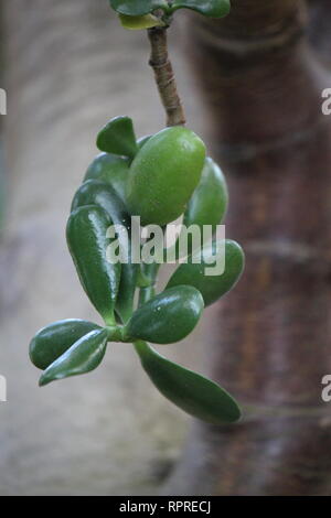 Makellose, atemberaubende kultivierte Crassula ovata, Jadepflanze, Glückspflanze, Geldpflanze oder Geldbaum, die auf der sonnigen Wiese wachsen. Stockfoto