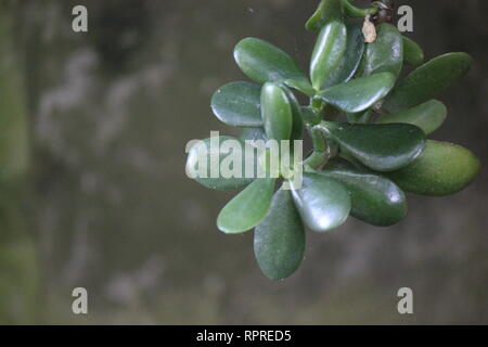 Makellose, atemberaubende kultivierte Crassula ovata, Jadepflanze, Glückspflanze, Geldpflanze oder Geldbaum, die auf der sonnigen Wiese wachsen. Stockfoto