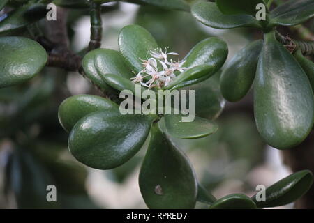 Makellose, atemberaubende kultivierte Crassula ovata, Jadepflanze, Glückspflanze, Geldpflanze oder Geldbaum, die auf der sonnigen Wiese wachsen. Stockfoto