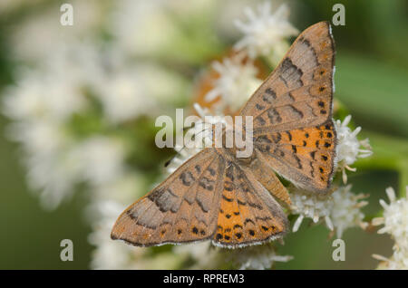 Zela Metalmark, Apodemia zela, männliche Nektarisierung auf Setzweide, Baccharis salicifolia Stockfoto