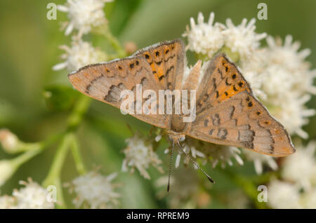 Zela Metalmark, Apodemia zela, männliche Nektarisierung auf Setzweide, Baccharis salicifolia Stockfoto