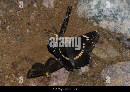 Grenzt Patches, Chlosyne lacinia und Golden-headed Staphylus Scallopwing, ceos, Schlamm - puddling Stockfoto