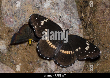 Grenzt Patch, Chlosyne lacinia und Golden-headed Staphylus Scallopwing, ceos, Schlamm - puddling Stockfoto