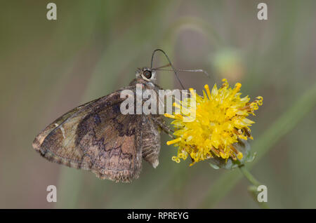 Nördliche Bewölkung, Cecropterus pylades, männlicher Nektaring an Sweetbush, Bebbia juncea Stockfoto