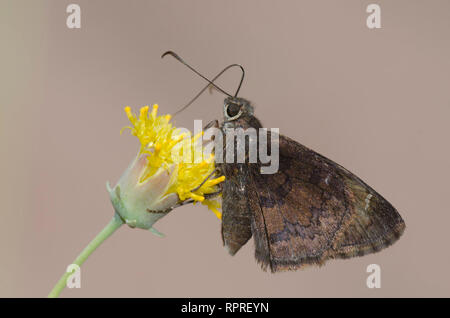 Nördliche Bewölkung, Cecropterus pylades, männlicher Nektaring an Sweetbush, Bebbia juncea Stockfoto