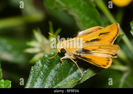 Fiery Skipper, Hylephila phyleus, männlich Stockfoto