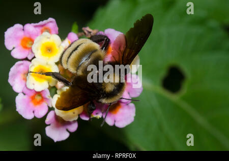 Sonoran Bumble Bee, Bombus sonorus, Lantana, Wandelröschen sp. Stockfoto