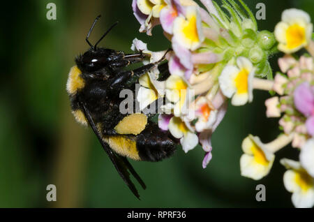 Sonoran Bumble Bee, Bombus sonorus, Lantana, Wandelröschen sp. Stockfoto