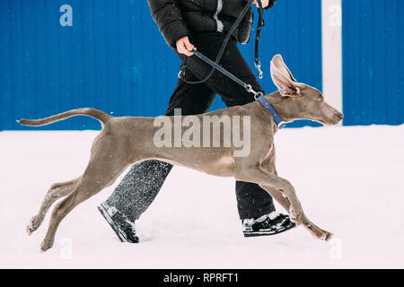 Weimaraner Hund läuft in der Nähe von Mann im Schnee im Winter. Großer Hund Kreuzungen für die Jagd. Stockfoto