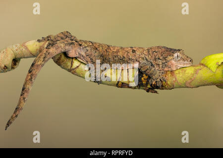 Moosige Greifschwanz Gecko (Mniarogekko chahoua) Stockfoto