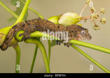 Moosige Greifschwanz Gecko (Mniarogekko chahoua) Stockfoto