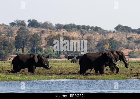 Eine kleine Herde junger männlicher Elefanten, die am Flussufer grasen, Chobe National Park bei der Stadt Kasane in Botswana Stockfoto
