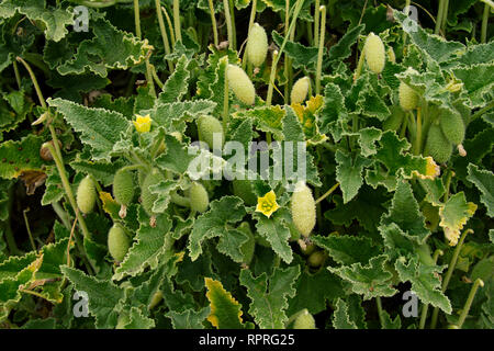 Ecballium elaterium, squirting Gurke oder explodierende Gurke Anlage. Blätter Blüten und Früchte. Stockfoto