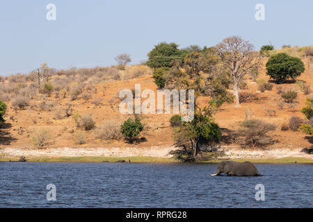 Ein Weitwinkelschuss eines Elefanten, der in den Fluss geht, Chobe National Park bei der Stadt Kasane in Botswana Stockfoto