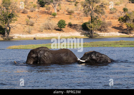 Zwei junge männliche Elefanten kämpfen und schwimmen im Fluss, Chobe National Park, Kasane in Botswana Stockfoto