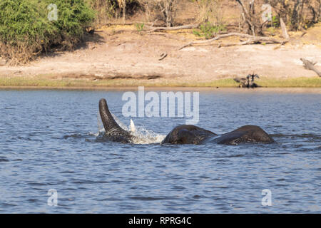 Zwei junge männliche Elefanten kämpfen und schwimmen im Fluss, Chobe National Park, Kasane in Botswana Stockfoto