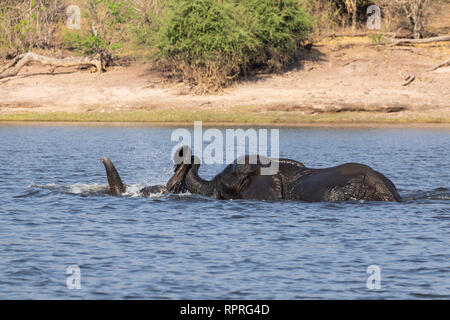 Zwei junge männliche Elefanten kämpfen und schwimmen im Fluss, Chobe National Park, Kasane in Botswana Stockfoto