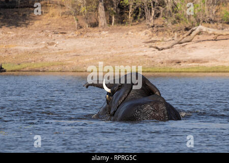 Zwei junge männliche Elefanten kämpfen und schwimmen im Fluss, Chobe National Park, Kasane in Botswana Stockfoto