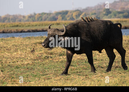 Ein einsamer büffel mit vielen Oxpeckern auf dem Rücken im Chobe National Park, Botswana Stockfoto