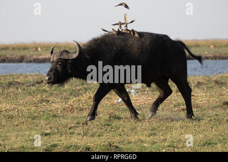 Ein einsamer büffel mit vielen Oxpeckern auf dem Rücken im Chobe National Park, Botswana Stockfoto