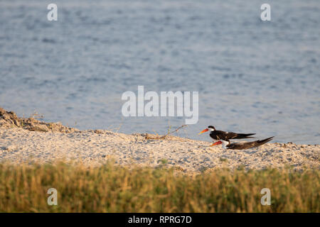 African Skimmer (Rynchops flavirostris), am Ufer des Flusses gelegen, Chobe National Park in Botswana Stockfoto