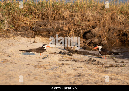 African Skimmer (Rynchops flavirostris), am Ufer des Flusses gelegen, Chobe National Park in Botswana Stockfoto